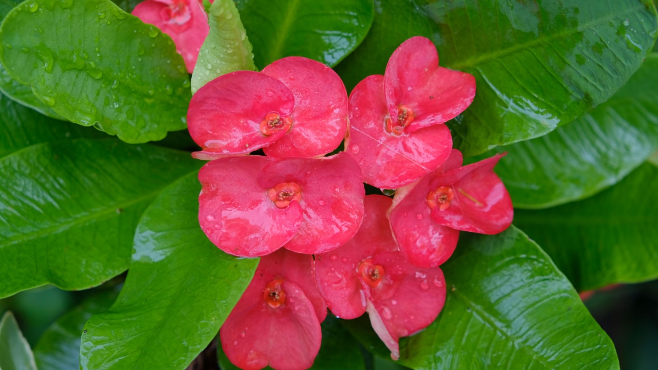 Euphorbia milii, the crown of thorns, called Corona de Cristo in Latin America is a species of flowering plant in the spurge family Euphorbiaciae, native to Madagascar.