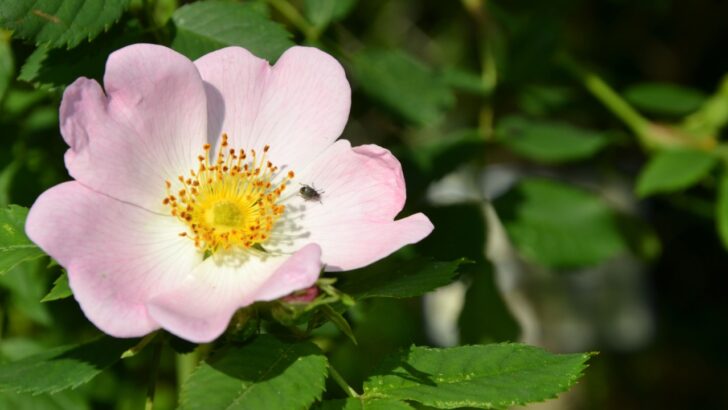 20 Types of Wild Roses to Grow in a Thriving Garden