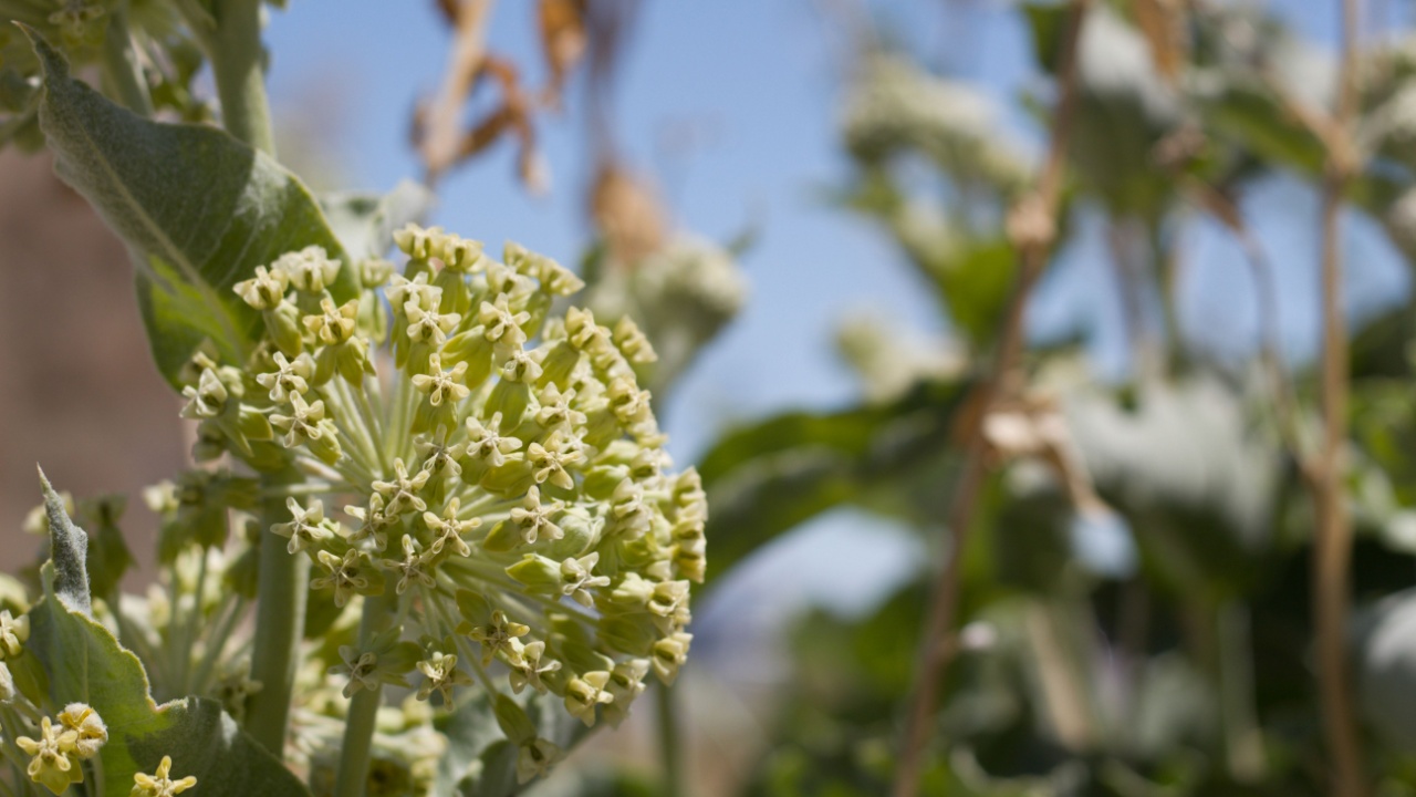 Flower Umbel in shades of white and yellow on Desert Milkweed, Asclepias Erosa, Apocynaceae, native Herbacous Perennial in the margins of Twentynine Palms, Southern Mojave Desert, Springtime.