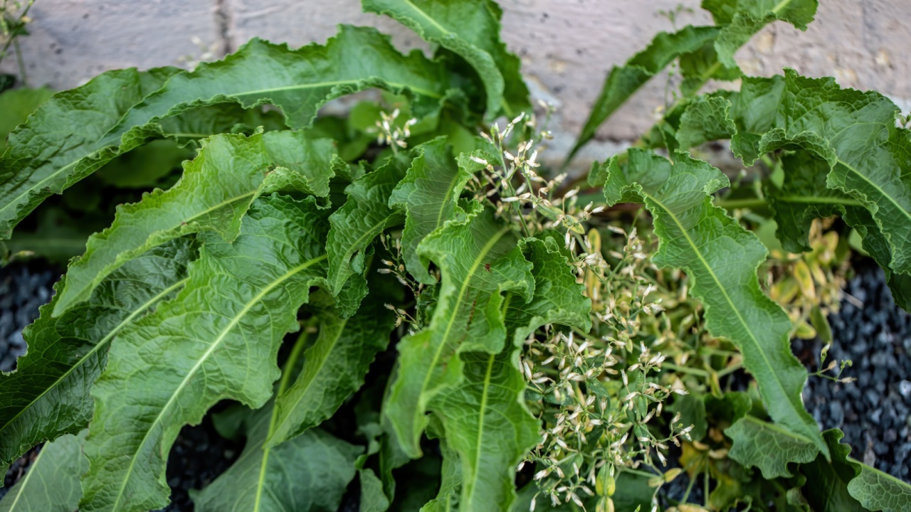 Curly dock, a perennial flowering plant whose root is used to tonify the gall bladder and liver.