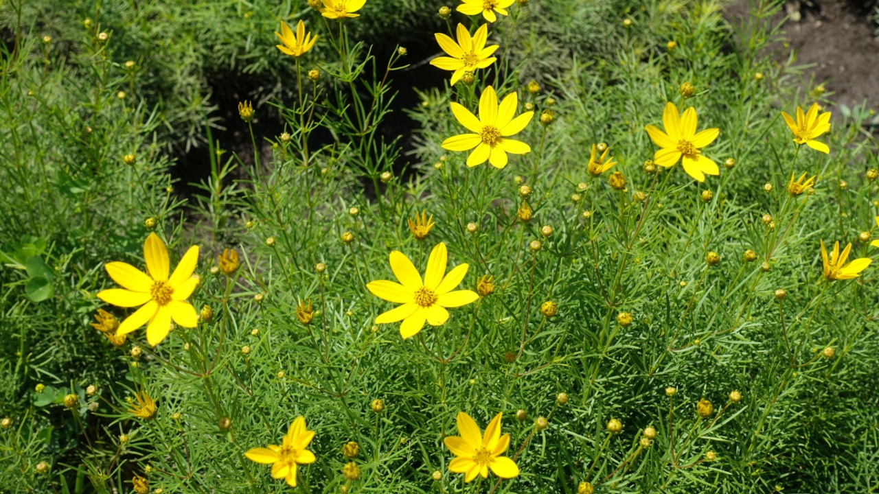 Buds and bright yellow flowers of Coreopsis verticillata in mid June
