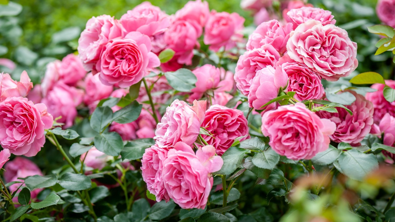 Rose flower on background blurry pink roses flower in the garden of roses. Nature.