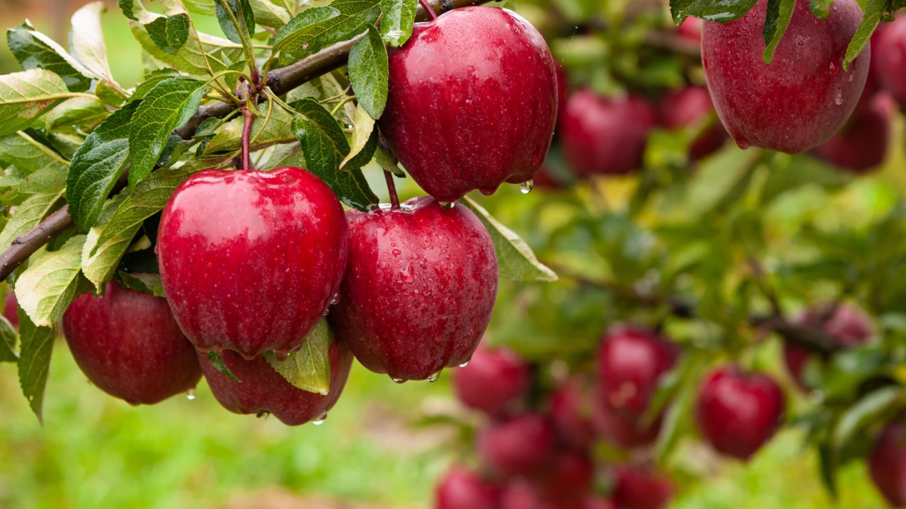 Autumn day. Rural garden. In the frame ripe red apples on a tree. It's raining Photographed in Ukraine,
