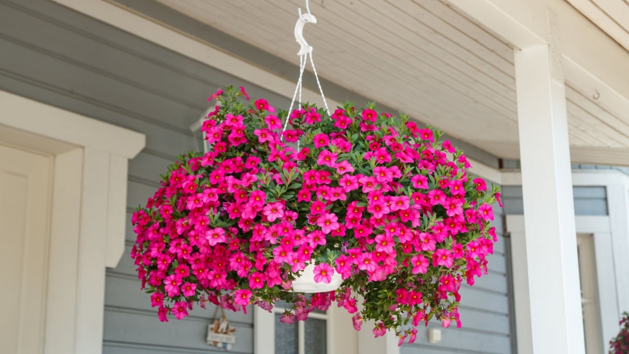 Calibrachoa or bell flower, Flower of a cultivated Million bell, Calibrachoa x hybrid
