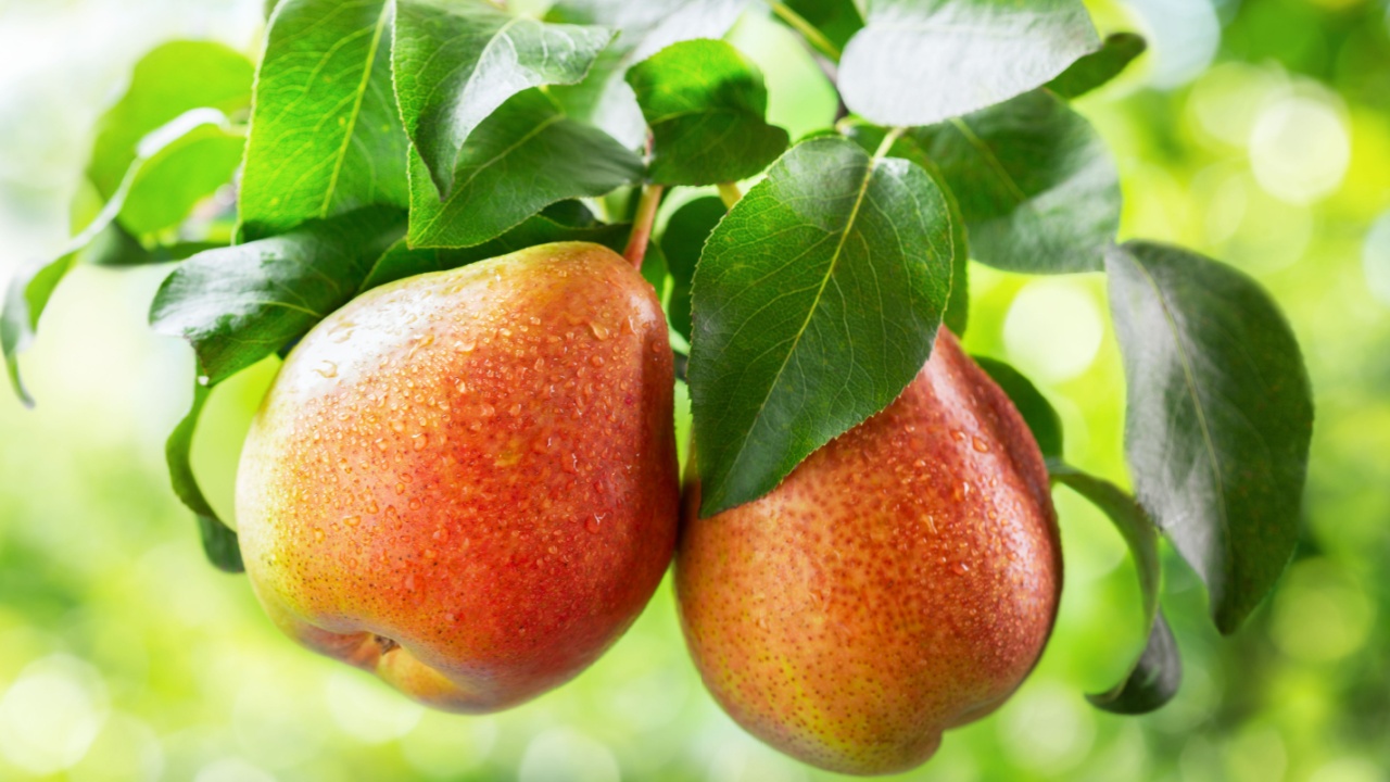 fresh ripe pears on a tree in a garden