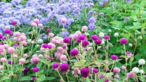 Purple and pink flowers Globe amaranth or Gomphrena globosa.