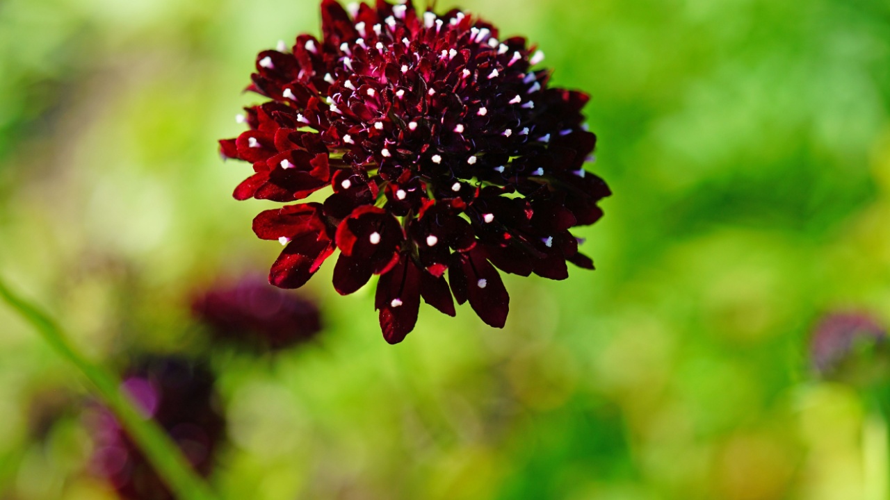 Dark purple scabiosa pincushion flower