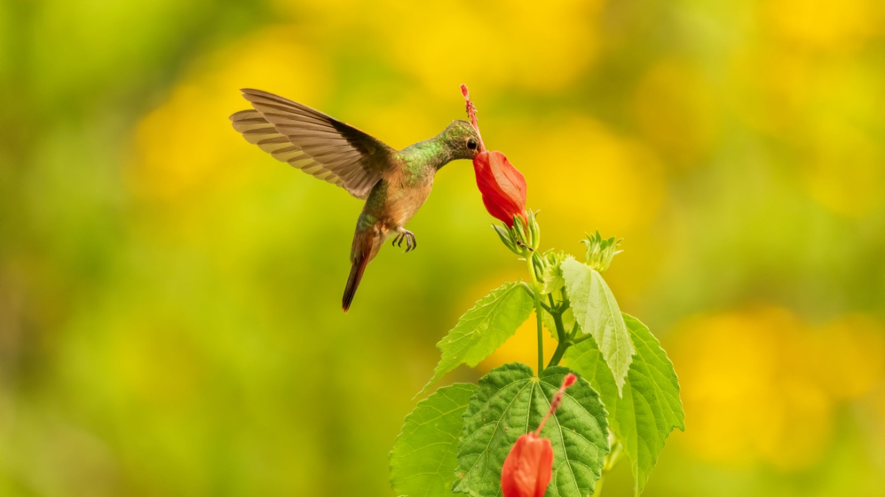Buff-bellied Hummingbird feeding from a flower