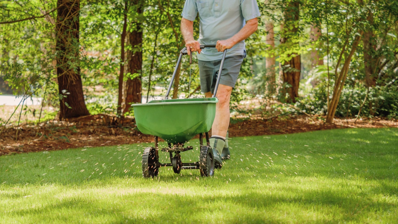 Man fertilizing and seeding residential backyard lawn with manual grass fertilizer spreader.