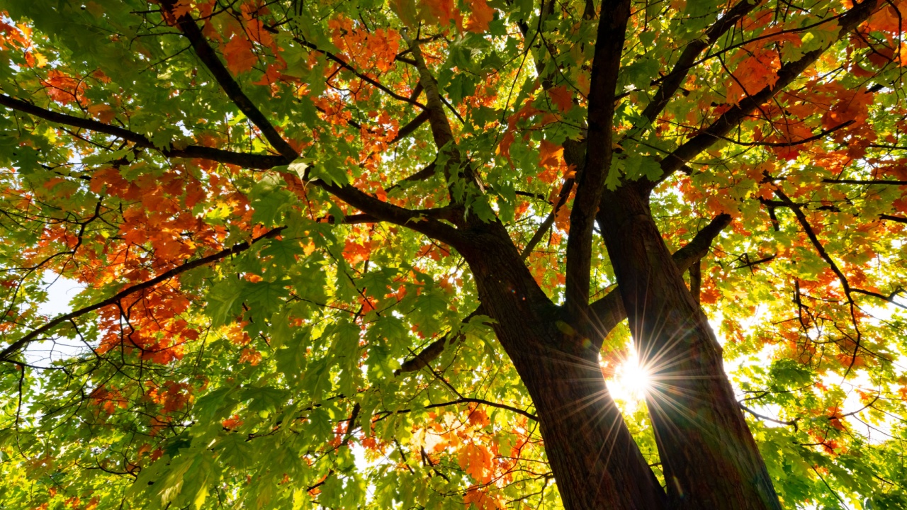Quercus rubra, the northern red oak tree, seen from below with colorful autumn foliage, orange and green leaves and sun shining through the two main trunks of the tree, indian summer in Germany