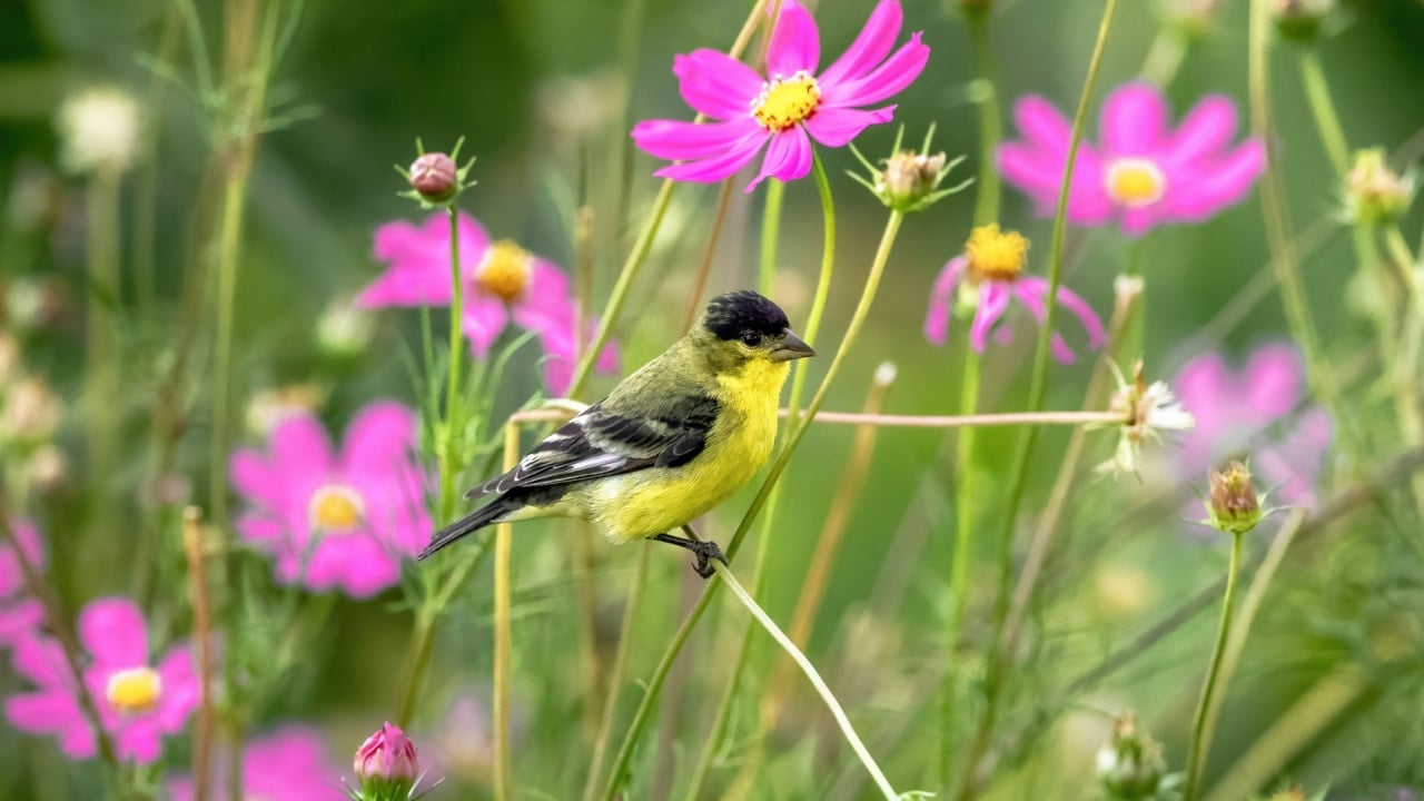 Close up of a Lesser Goldfinch on a bent stem, surrounded by vibrant pink flowers in a beautiful garden setting.
