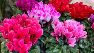 Colorful Cyclamen persicum flowers with green leaves background