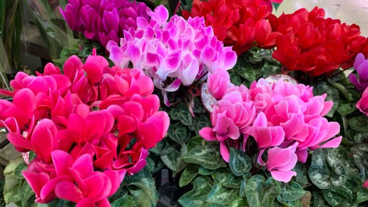 11 Longest-Flowering Houseplants for Pretty Blooms All Year 