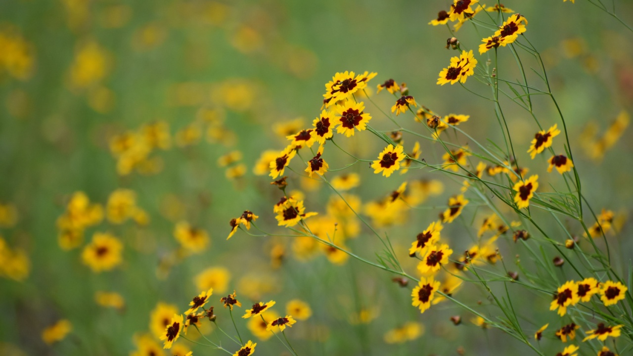 yellow flowers with dark centers- coreopsis spp. Texas Hill Country late spring