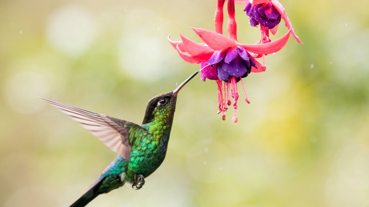 Fiery throated hummingbird is sucking the nectar out of the pink purple fuchsia flowers in Costa Rica. With movement in his wings