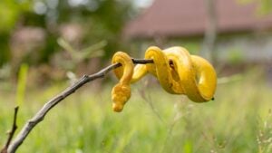 Yellow small snake on a green yard and wood branch