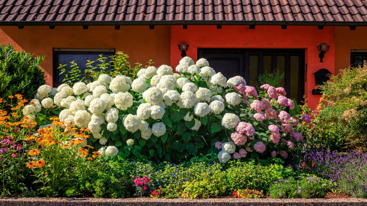 Annabelle Hydrangea white flowers in front garden. Hydrangea macrophylla blossom in sunny day, close up. Smooth Hydrangea Annabelle (Hydrangea arborescens) plant