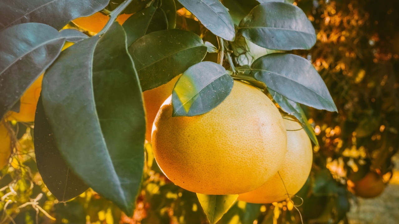Close-up of citrus (grapefruit) on a tree and sun shining through the leaves