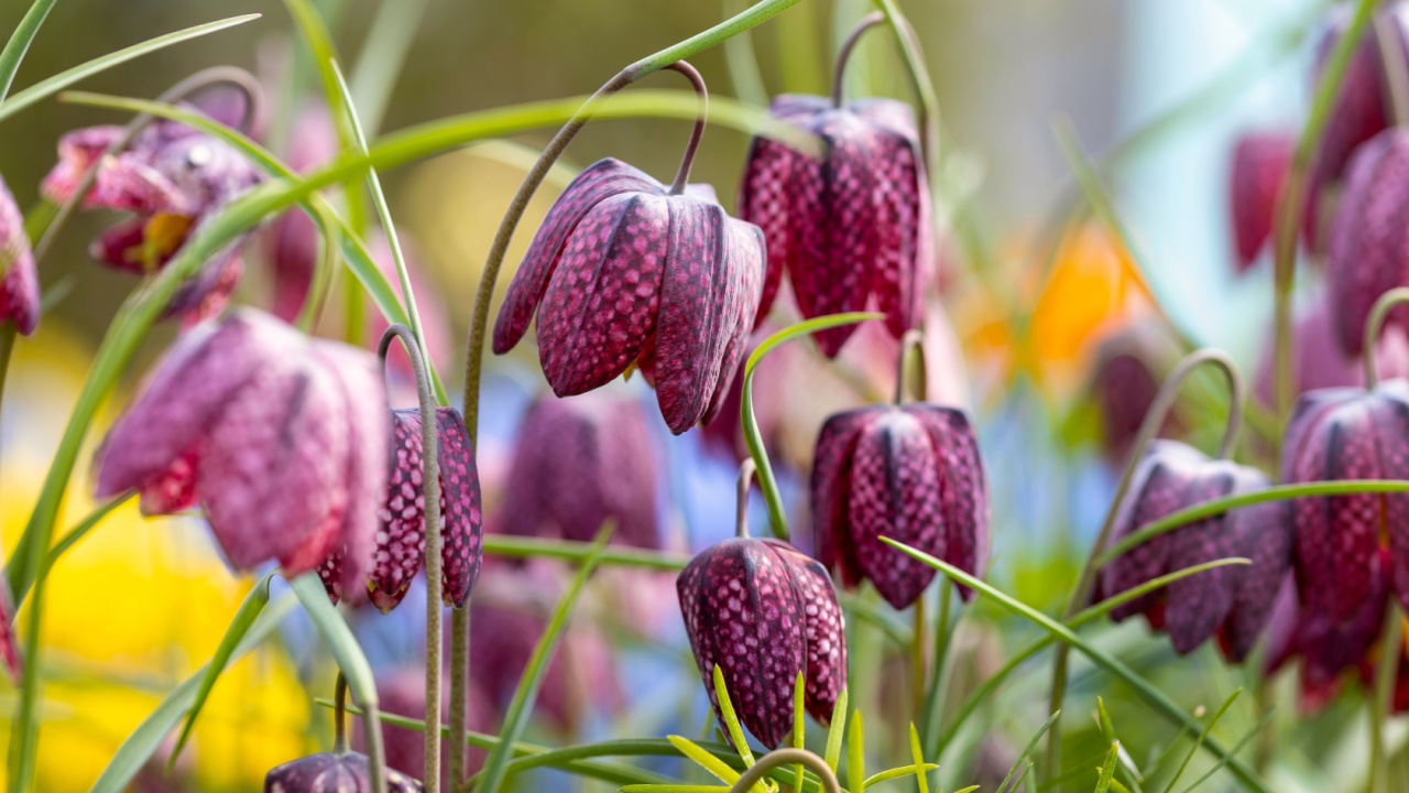 Fritillaria meleagris. This is a Eurasian species of flowering plant in the lily family. Common names are: snake's head, chess flower, fritillary, frog-cup, guinea flower, leper lily and Lazarus bell.