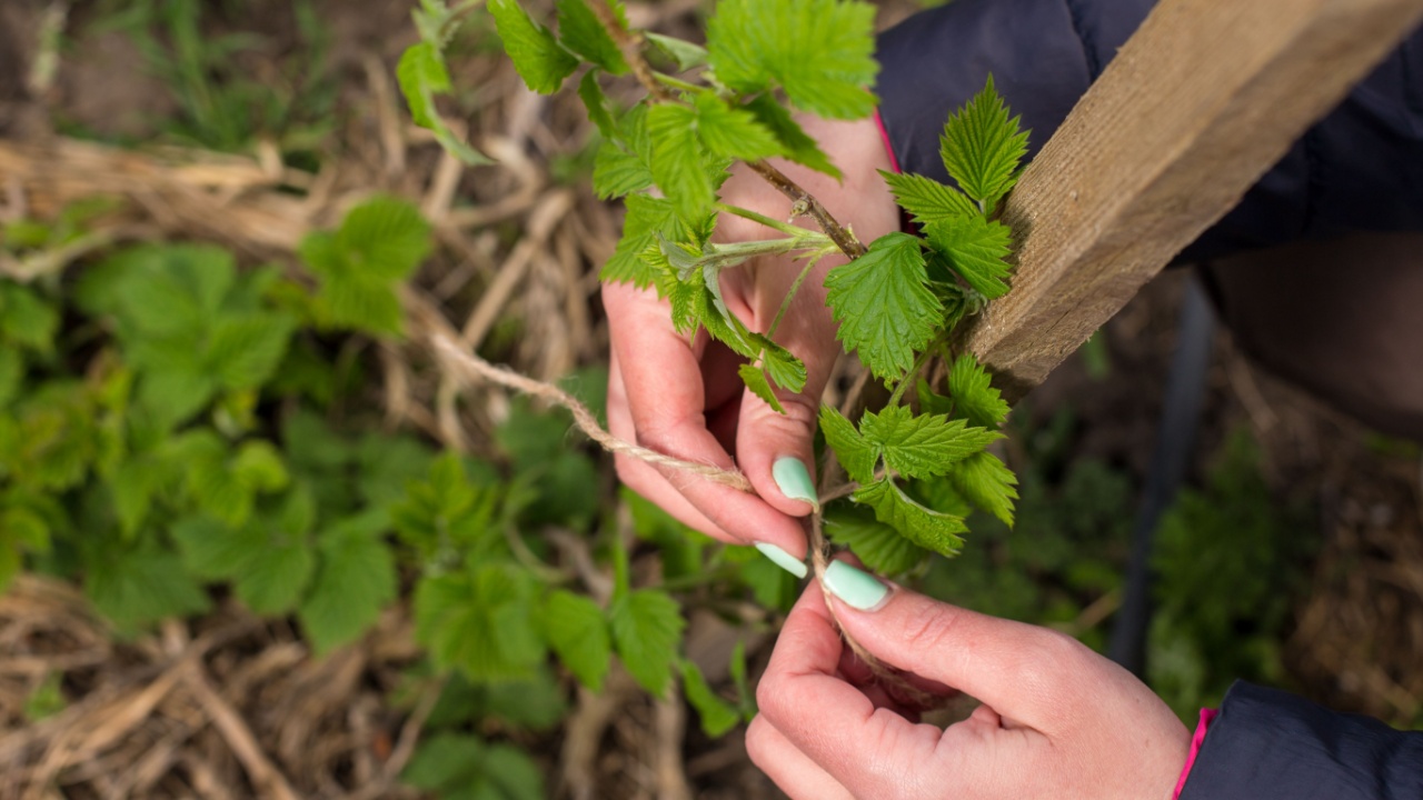 Woman care about her berries in the garden, tie branch to a trellis with twine.