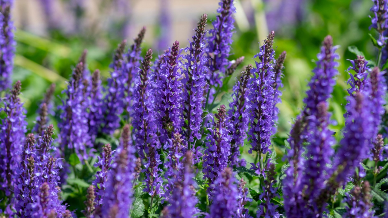 Salvia nemorosa the woodland sage beautiful bright color purple blue flowers in bloom, Balkan clary flowering ornamental plants in the garden