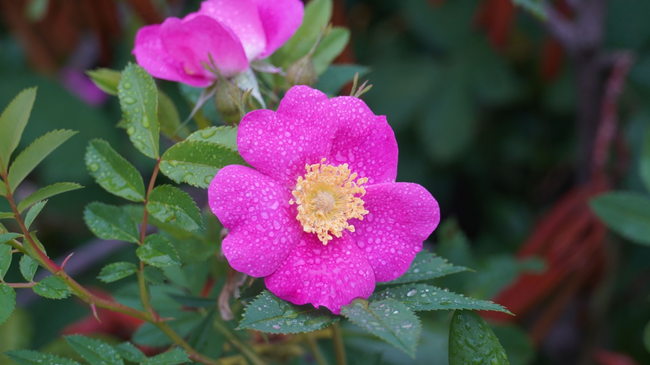 Rosa woodsii with pink of five petaled flowering after rained in summer, is a species of wild rose known by the common names Woods' rose and interior rose.