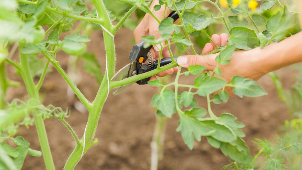 Young adult woman hand holding secateurs and cutting leaf stem of tomato plant
