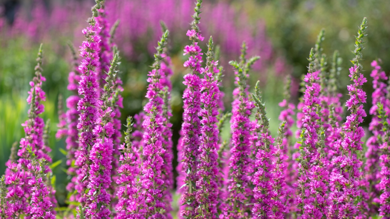 Close up of purple loosestrife (lythrum salicaria) flowers in bloom