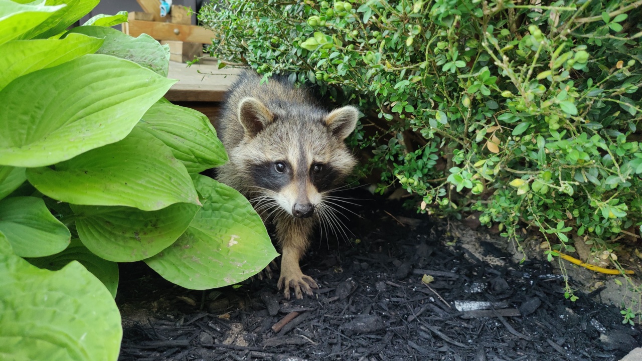 A curious and friendly baby raccoon found out back in Ontario, Canada