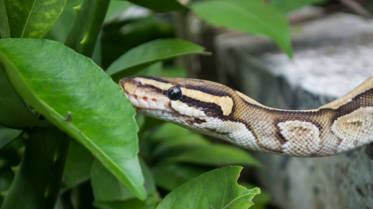 ball python pet snake in the yard