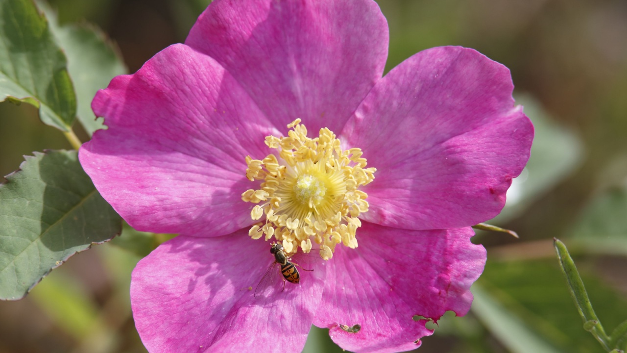 Smooth Rose (Rosa blanda) with Hoverfly - Pinery Provincial Park, Ontario, Canada