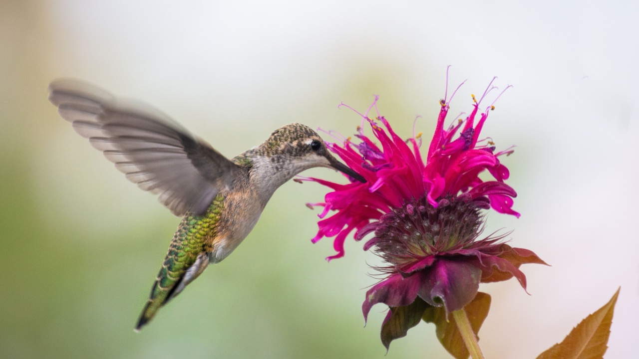 Calliope Hummingbird feeding at a double blooming bee balm.