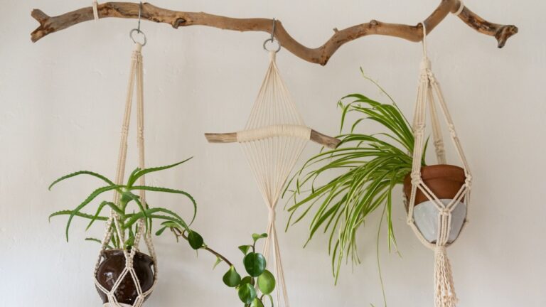 Decorative macrame plant hanger with cotton yarn, hanging from a wood branch, decorating the interior of a house with white walls. Home decor, hobbies
