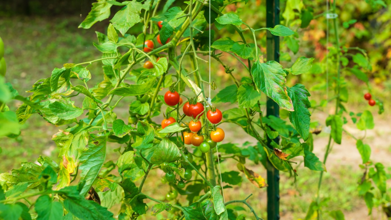 Sweet 100 tomato cultivar producing long fruit-bearing stems holding cherry tomatoes throughout the growing season. Selective focus, background and foreground blur.