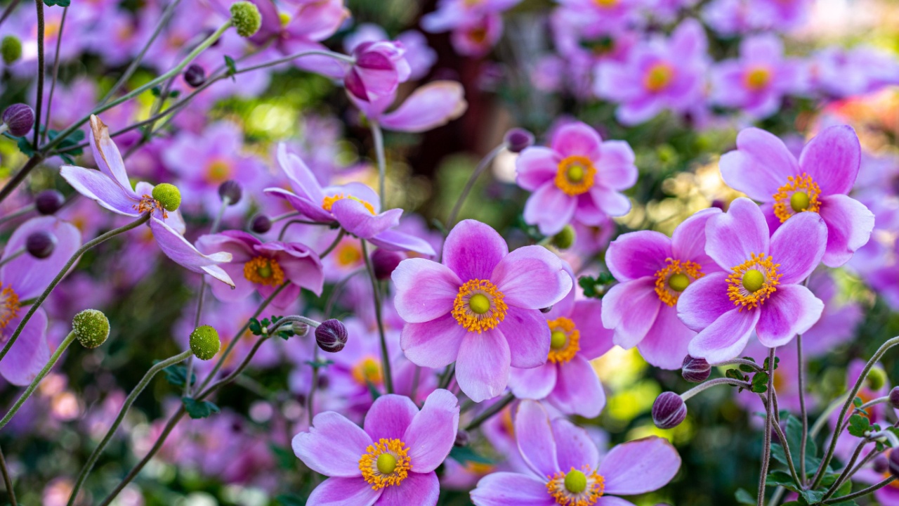 Beautiful anemone hupehensis blossom in garden.