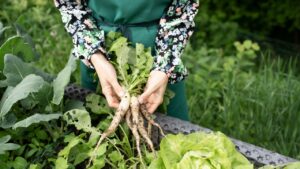 young beautiful blonde woman harvesting horseradish in the garden