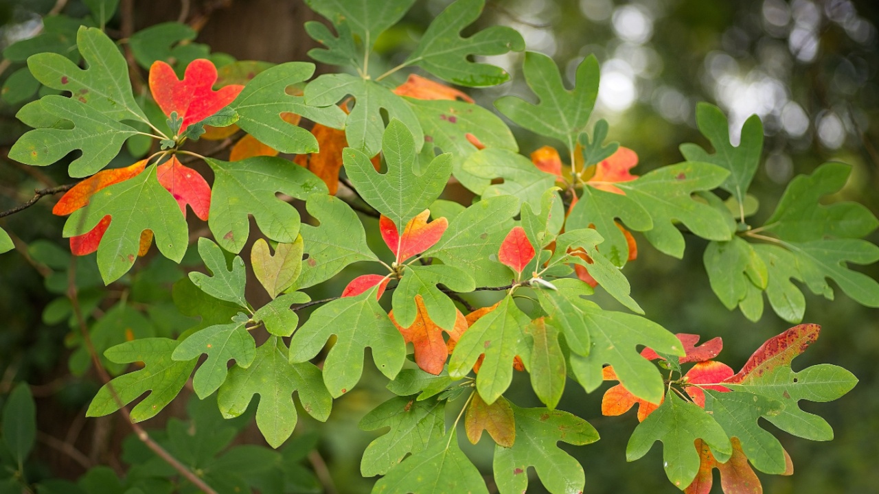 A common sassafras (Sassafras albidum) in October with the leaf just starting to turn colors.