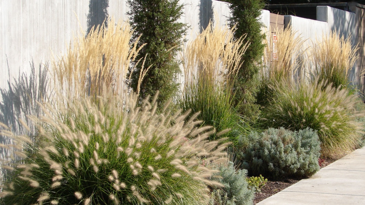 xeriscape garden landscape with perennials and ornamental grasses