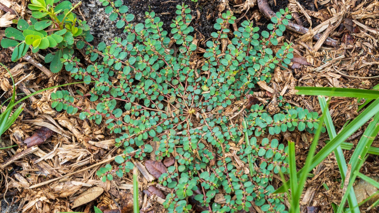 Spotted spurge (Euphorbia maculata) - Homosassa, Florida, USA