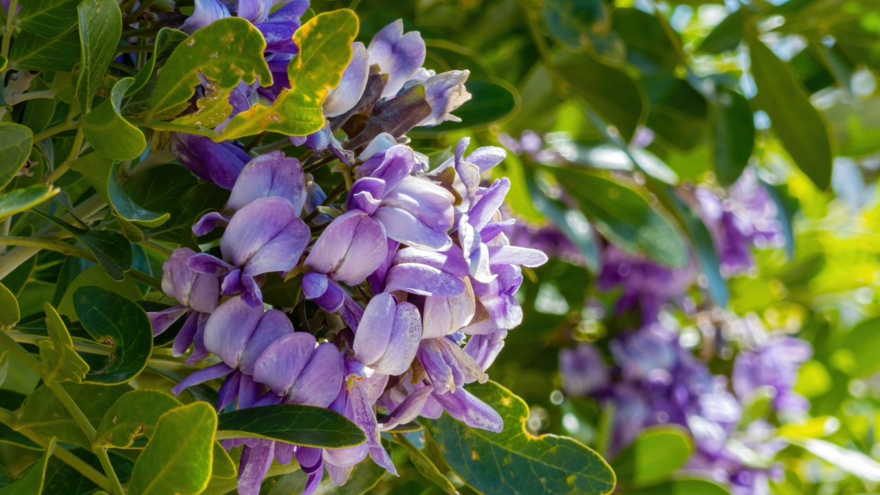 Close up of Texas mountain laurel blossom at Las Vegas, Nevada