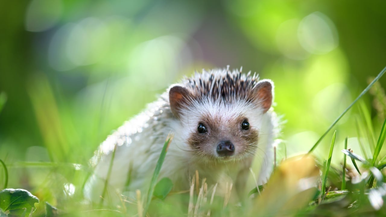 Small african hedgehog pet on green grass outdoors on summer day. Keeping domestic animals and caring for pets concept.