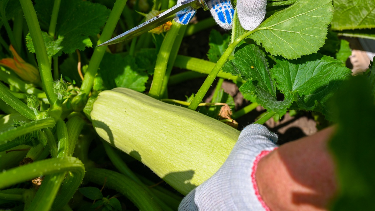 The farmer checks the zucchinis in the garden. Zucchinis on the branch. Farmer's hands. Agriculture, gardening, growing vegetables. Close-up.