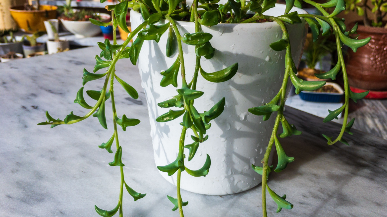 String of dolphins, dolphin plant or Senecio hippogriff in a white decorative pot with beautiful background