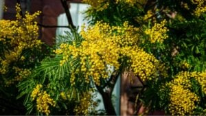 Yellow gold flowering mimosa tree near house wall. Yellow mimosa flowers in spring garden. Acacia dealbata gold blooms.