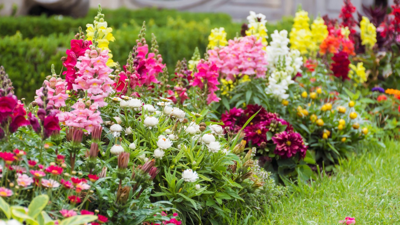 Beautiful antirrhinum majus or snapdragon flowers in pink, red, white and yellow colors . Spring blooming garden background