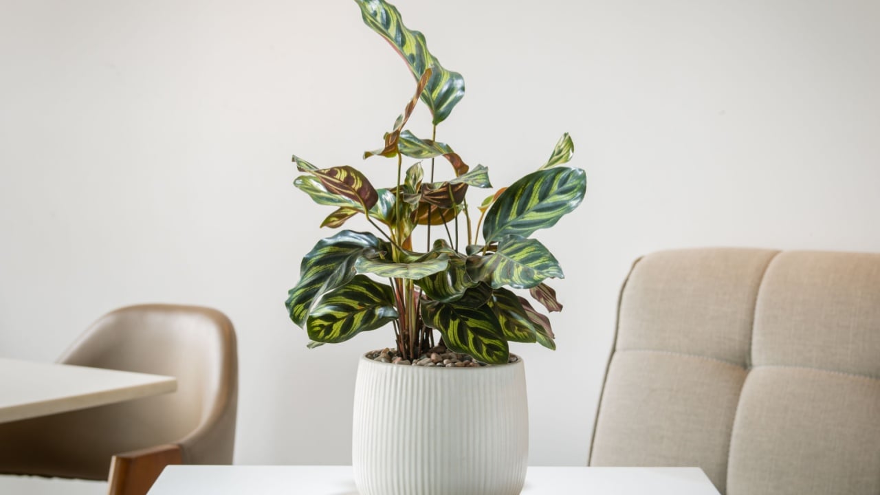 Calathea Makoyana in white ceramic pot decoration in the living room. Decoration on the desk.