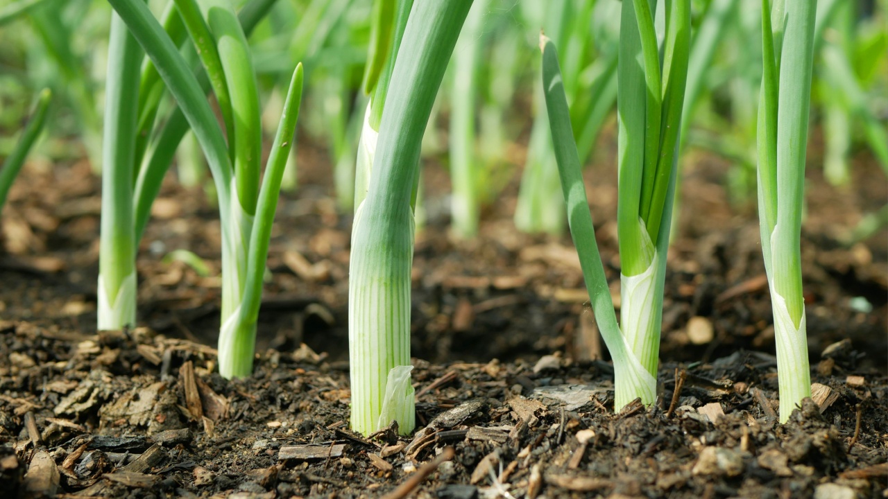 Onion spring sibies scallion stem stalk Allium cepa thick bulb common organic plant young vegetables sprout grows ground bio farmer farming agricultural garden fresh, organically grown organic