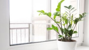Zamioculcas Zamiifolia or ZZ Plant in white flower pot stand on the windowsill. Home plants care