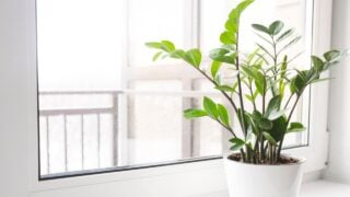 Zamioculcas Zamiifolia or ZZ Plant in white flower pot stand on the windowsill. Home plants care