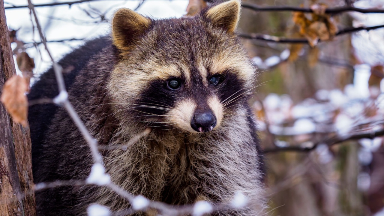 Raccoon (Procyon lotor) in winter. Also known as the North American raccoon.